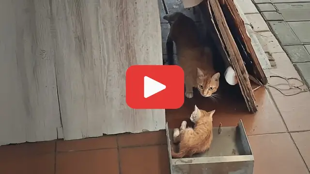 Video thumbnail for From a Great Fall to a Greater Sacrifice: A Mother’s Farewell