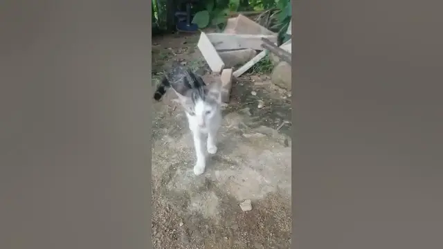 Video thumbnail for Cat running