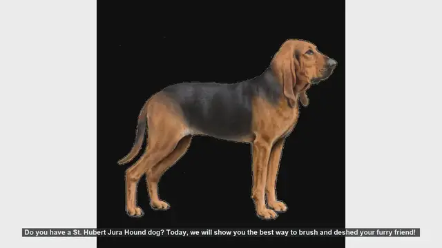Video thumbnail for How to Brush and Deshed Your St. Hubert Jura Hound