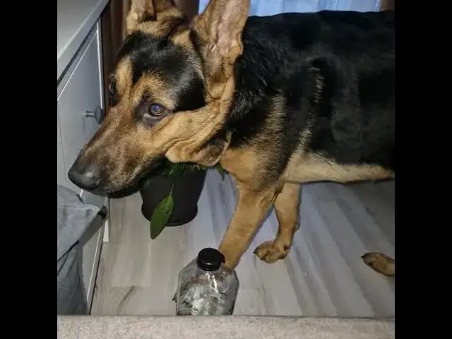 Video thumbnail for hm