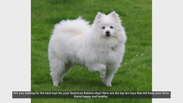 Video thumbnail for Top 10 Toys for Your American Eskimo Dog: Keep Them Happy and Healthy!