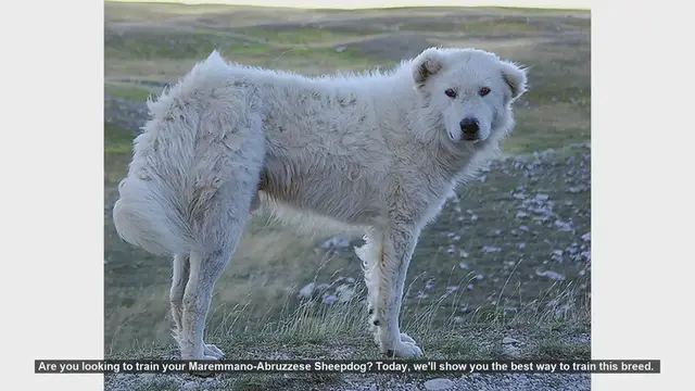 Video thumbnail for How to Train Your Maremmano-Abruzzese Sheepdog: Essential Tips