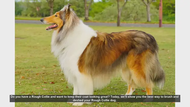 Video thumbnail for How to Brush and Deshed Your Rough Collie: Essential Grooming Tips