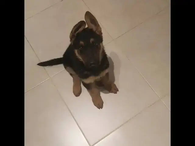 Video thumbnail for Baloocreate at the age of 2 and a half months