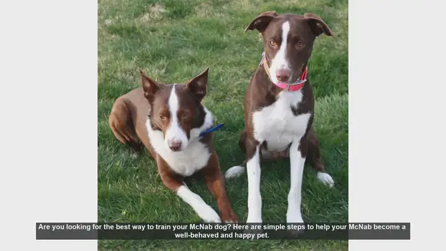 Video thumbnail for How to Train Your McNab Dog: Simple Steps for Success