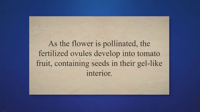 Video thumbnail for What Part of a Tomato Plant Produces Seeds And Fruit