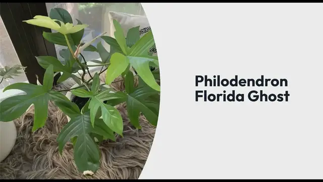 Video thumbnail for Garden Crafted Video