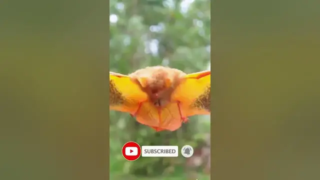 Video thumbnail for The painted bat or painted wooly bat is one of most beautiful bats in the world #shorts