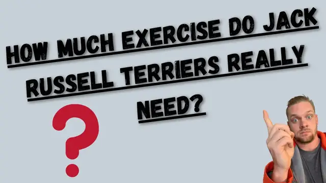 Video thumbnail for How Much Exercise Do Jack Russell Terriers Need? : My Jack Russell Going For A Run