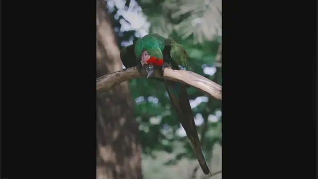 Video thumbnail for Parrot Nutrition and Diet