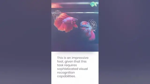 'Video thumbnail for Do Fish Recognize their Owners? #shorts'
