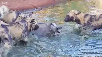 Video thumbnail for Wild Dogs Disturb a Warthog's Bath