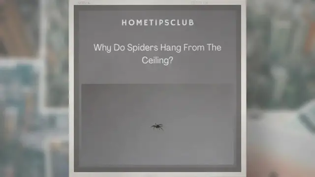 'Video thumbnail for Why Do Spiders Hang From The Ceiling?'