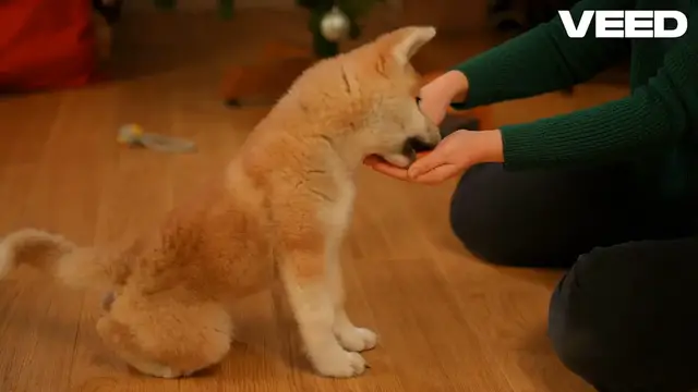 'Video thumbnail for Unlock Your Puppy’s Training Adventure!'