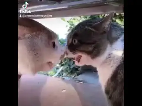 Video thumbnail for اصوات قطط #شريرة تخوف الاطفال للنوم اصوات قطط شريرة #تتخانق