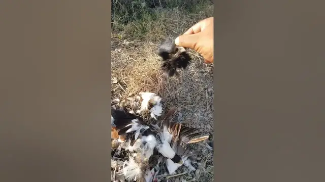 Video thumbnail for prendy py kala jado #shorts#youtube shorts