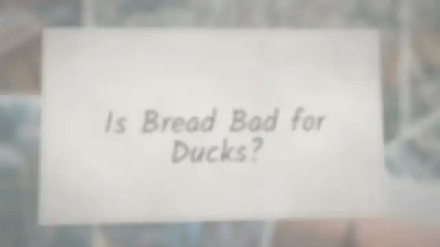 Video thumbnail for Is Bread Bad for Ducks?