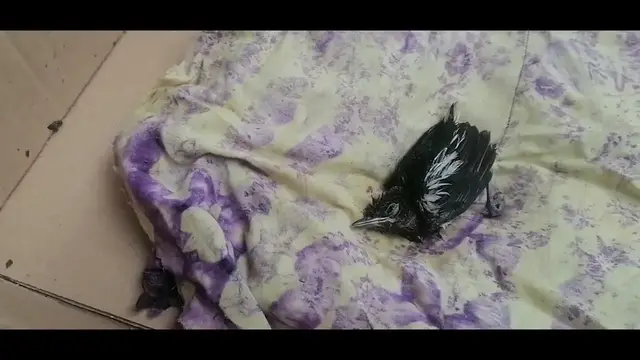 Video thumbnail for Small Sparrow or Small bird or Kuruvi