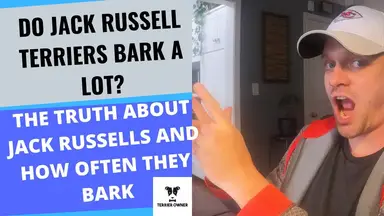 'Video thumbnail for Do Jack Russell Terriers Bark A Lot? (I Hope Your Prepared)'