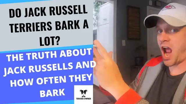 Video thumbnail for Do Jack Russell Terriers Bark A Lot? (I Hope Your Prepared)