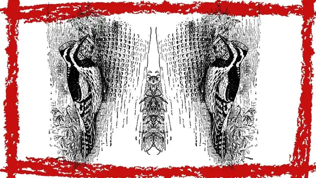 Video thumbnail for Yellow-bellied Sapsucker (Sphyrapicus varius) Call, Sound & Song | Yellow Bellied Sapsucker Video