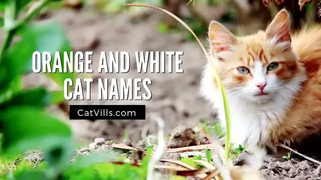 Video thumbnail for Name Ideas For Your Sweet New Orange And White Tabby