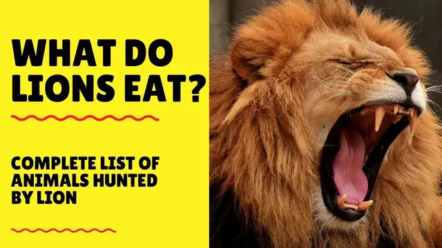 Video thumbnail for What Do Lions Eat  In The Wild & In Captivity - Lions Diet