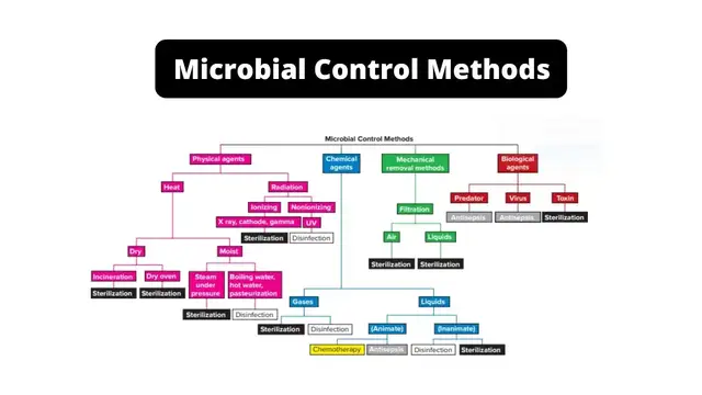 'Video thumbnail for Microbial Control Methods'