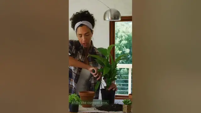 'Video thumbnail for Amazing Tips How To Repot Starfish Snake Plant! (2023)'