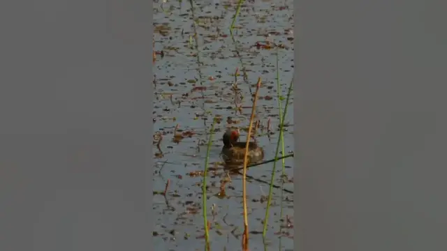 Video thumbnail for Little grebe #shorts