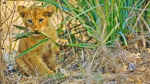 'Video thumbnail for Baby Lion Becomes Vegan'