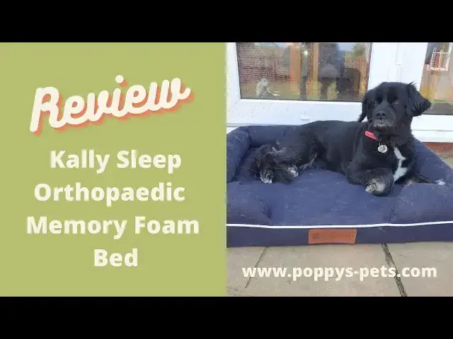 Video thumbnail for The KallySleep Sleep Experiment - What do Dogs Dream of?