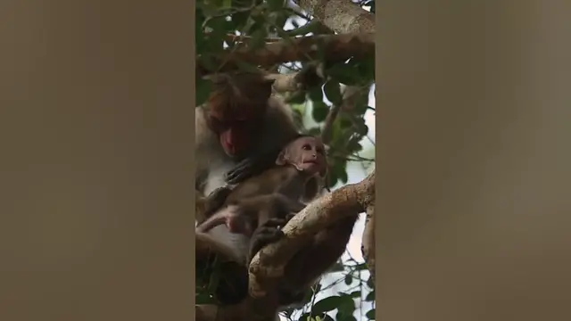 Video thumbnail for Baby macaque | Toque macaque #shorts