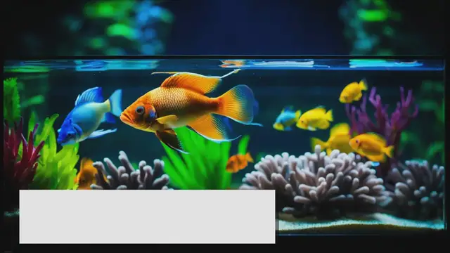 Video thumbnail for Best Fish Tank Dividers: Separating Aquarium Inhabitants Made Easy