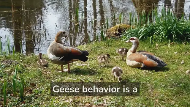 Video thumbnail for The Fascinating Lives of Geese - A Must See!