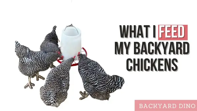 Video thumbnail for What to Feed Your Backyard Chickens