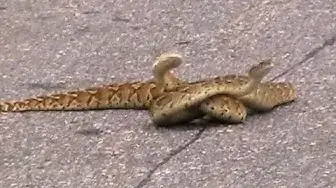Video thumbnail for Puff Adder Snakes Fighting in the Road