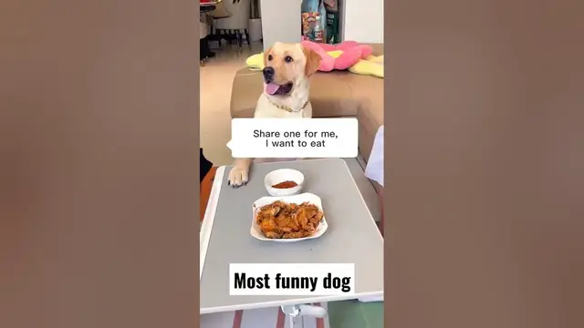 Video thumbnail for Dog's reaction when his master fooled him ❤️ #dogs