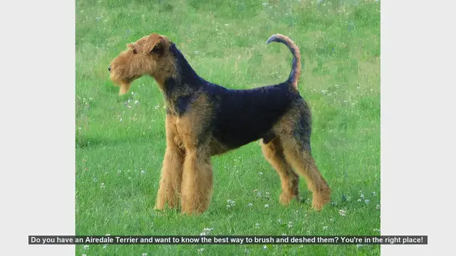 Video thumbnail for How to Brush and Deshed Your Airedale Terrier: Step-by-Step Guide
