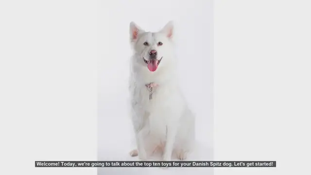 Video thumbnail for Top 10 Toys for Your Danish Spitz Dog