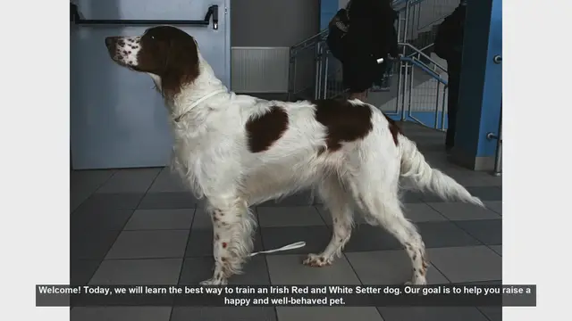 Video thumbnail for How to Train Your Irish Red and White Setter: Tips for a Happy and Well-Behaved Dog