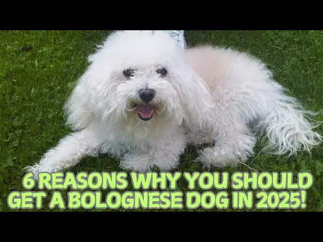 Video thumbnail for 6 Reasons Why You Should Get a Bolognese Dog in 2025! 🐶✨