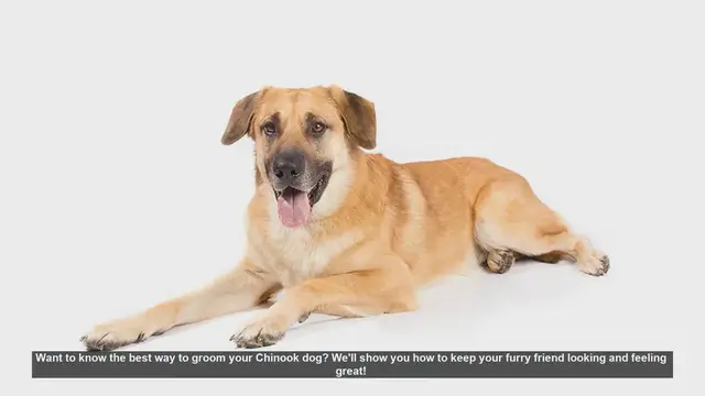 Video thumbnail for Ultimate Guide to Grooming Your Chinook Dog