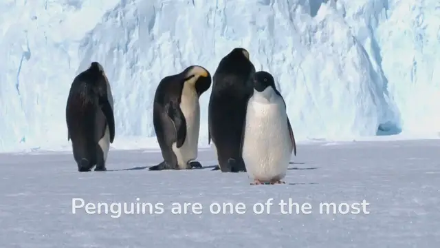 Video thumbnail for Curious About Penguins? Get Ready to Dive Into Their Lives!