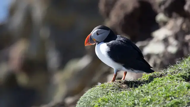 Video thumbnail for Papageitaucher bei Sumburgh Head auf Shetland-Mainland