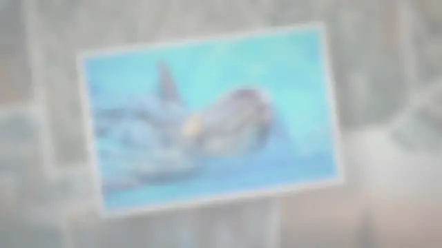 Video thumbnail for Do Dolphins Attack Humans?