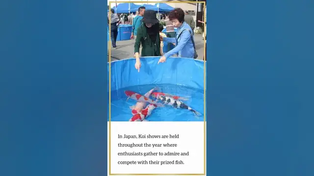 'Video thumbnail for Nobody Knows The Role of Butterfly Koi in Traditional Japanese Culture'