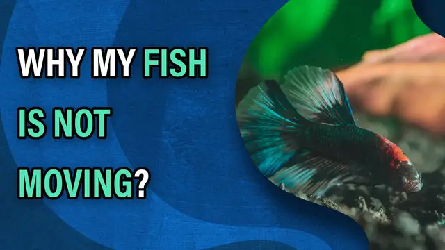 Video thumbnail for Why My Fish Is Not Moving? What Can I Do?