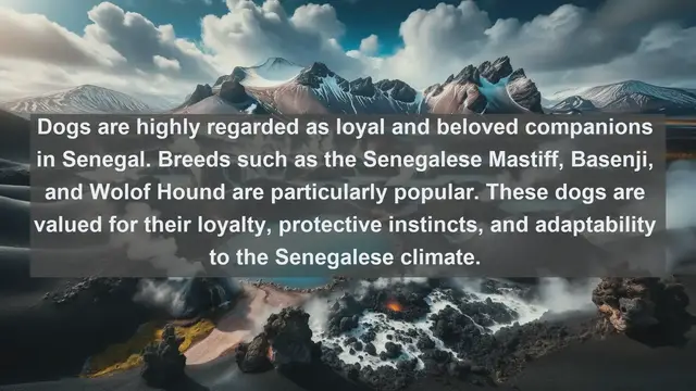 Video thumbnail for Explore the Best Pet Companions: Top 10 Favorite Pets in Senegal