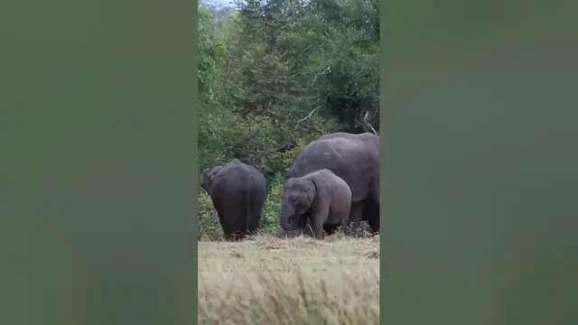 Video thumbnail for Baby Elephant #shorts